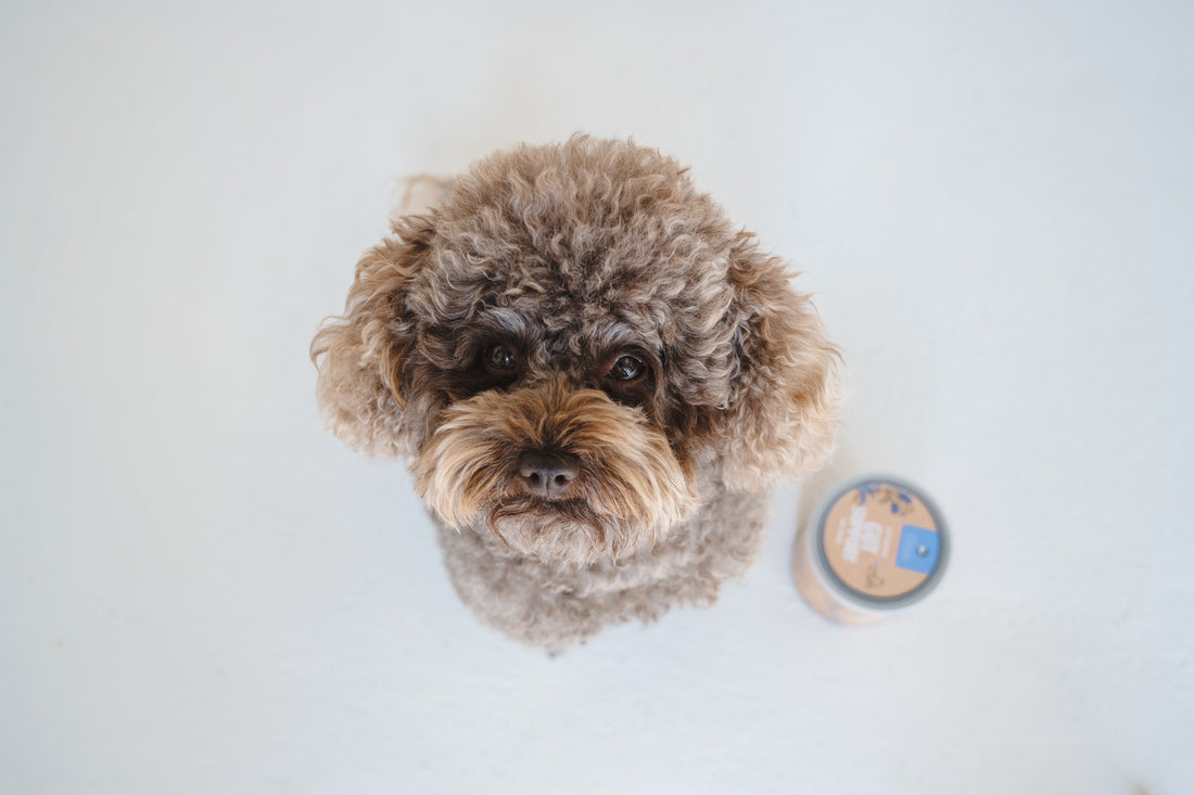 Dog gut health explained. Why the gut affects skin, mood and immunity