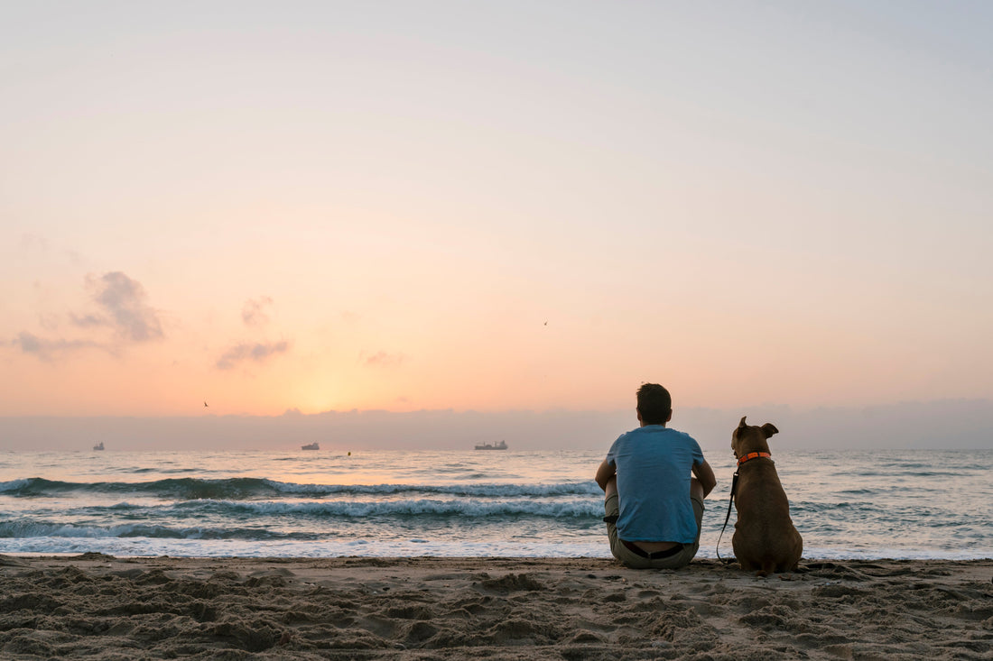 Is my dog anxious? The signs that pet parents often miss.
