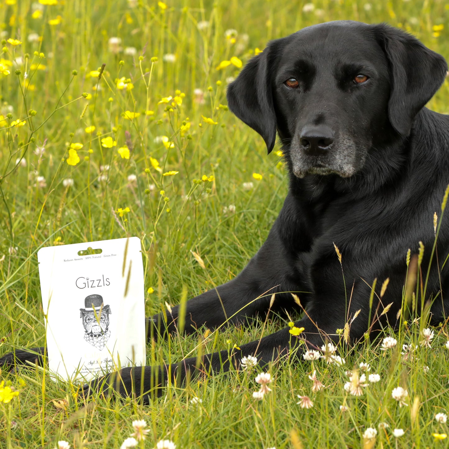 Calming Soft Hemp Dog Treats