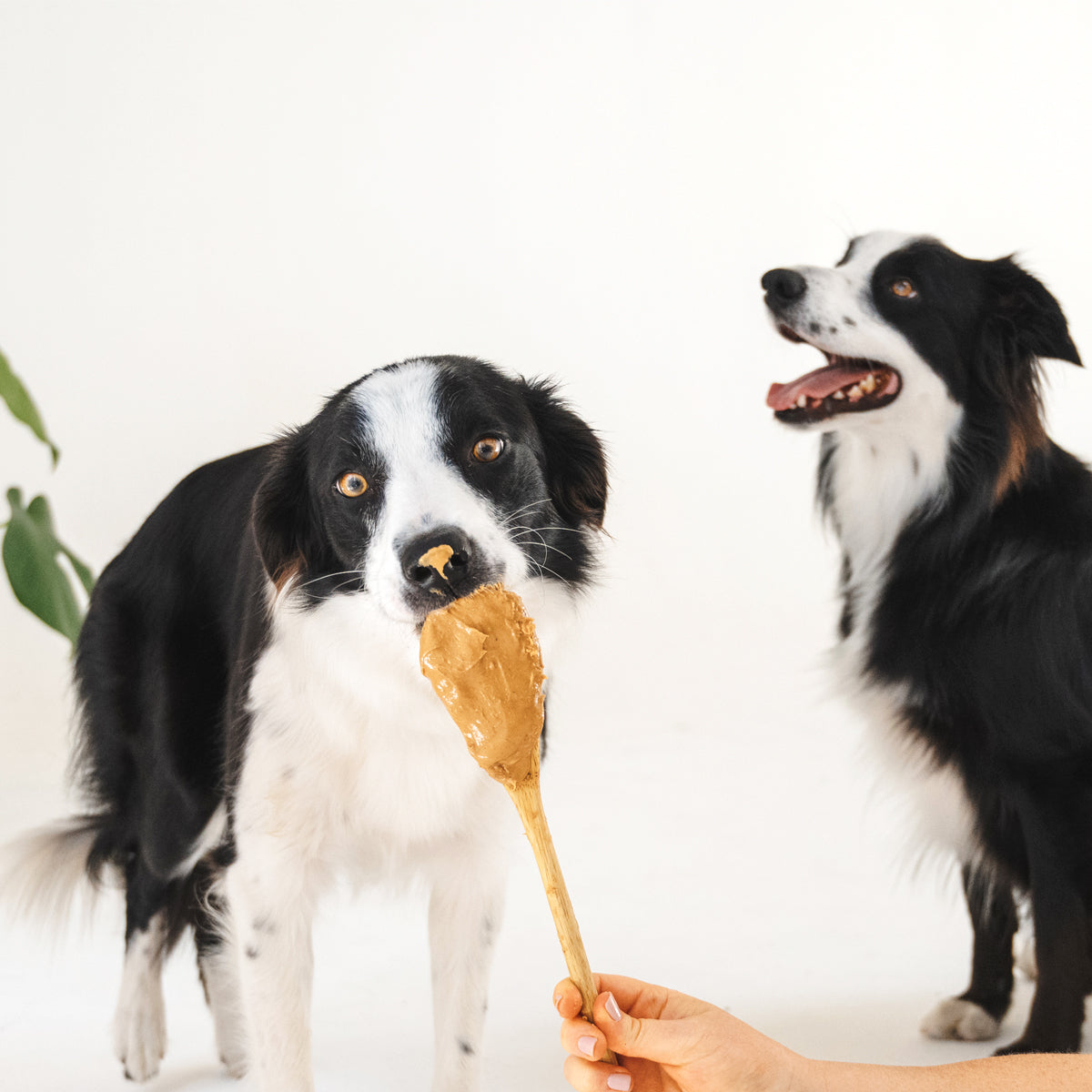 Everyday Treats Bundle for Small Dogs – Save over 20%