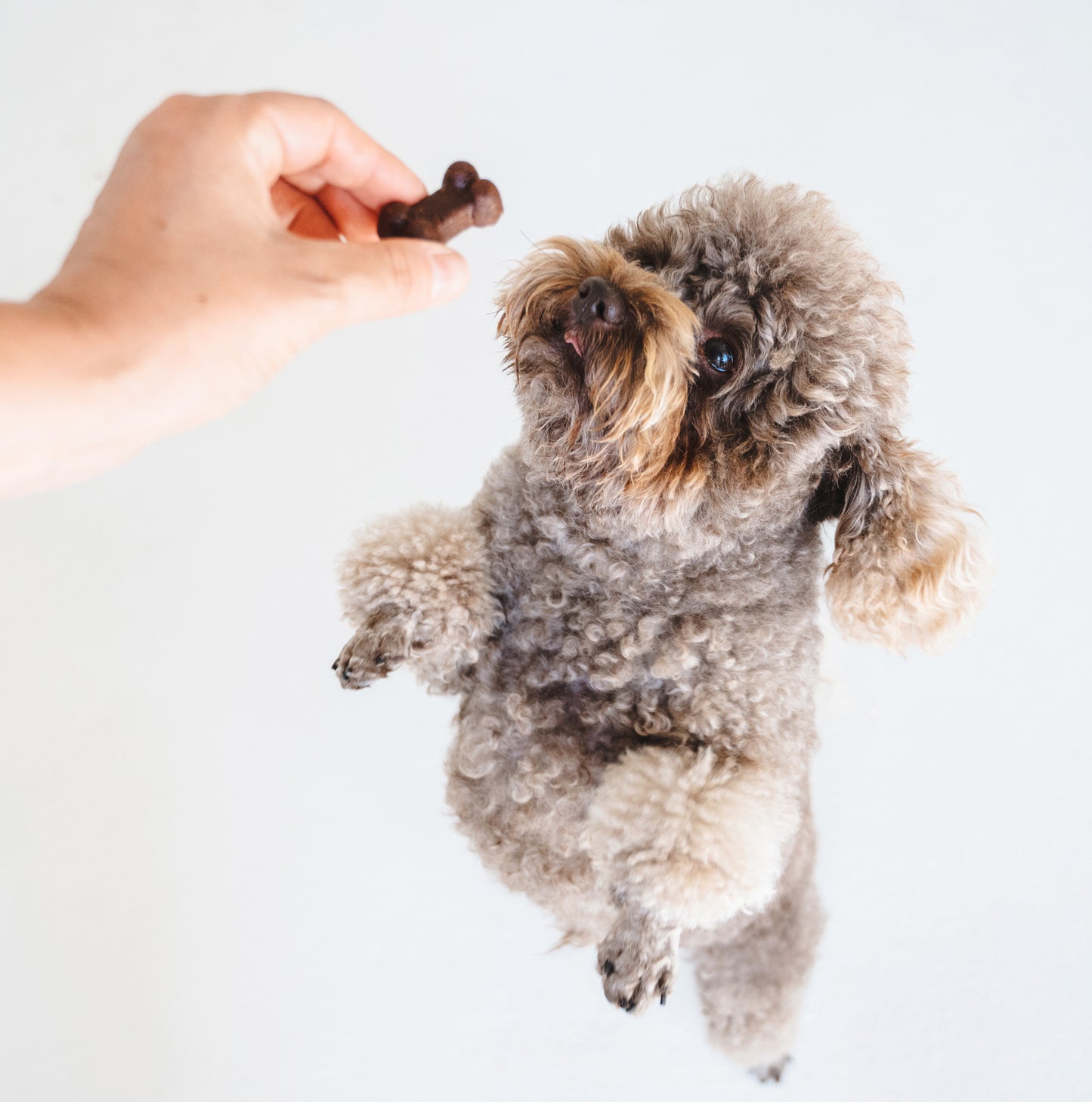 Soft Bites Treat Bundle (300g) – Save 20%